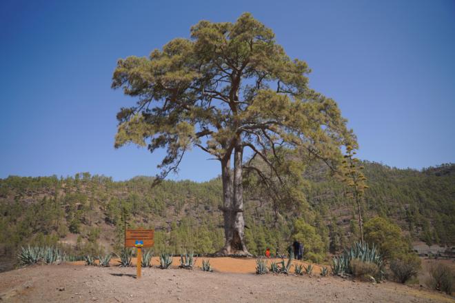 Plan específico para la conservación del Pino de Casandra
