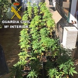 Detenido en Lanzarote por cultivar plantas de marihuana en su casa