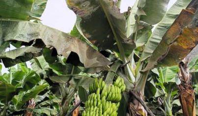 Prohibición de fitosanitarios afecta producción en Canarias