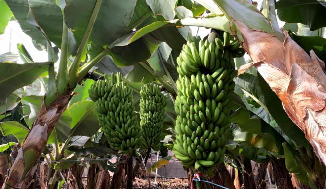 Nace la Asociación de Trabajadores de la Tierra Canaria