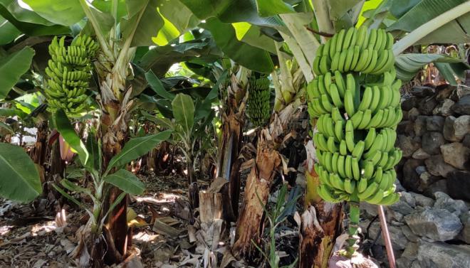 Atratican impulsa debate entre productores y aparceros del plátano