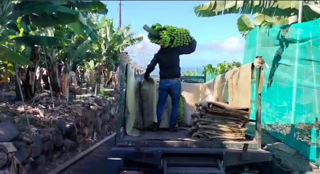 La plataforma platanera denuncia el “peligroso descontrol” del plátano de Canarias