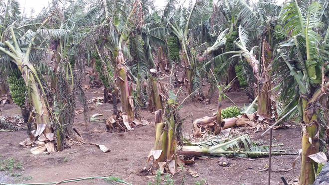El Cabildo de El Hierro analiza el estado de los daños provocados el viento