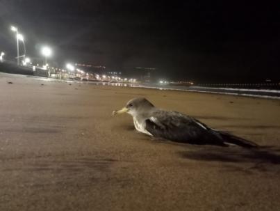Ciudad de Mar se suma a la campaña de protección de la pardela cenicienta