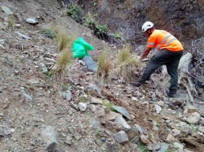 Eliminadas 12 toneladas de especies exóticas del Parque Rural de Anaga