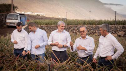 Inversión de 1.4 millones para recuperar cultivo de piña