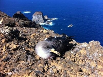 Lanzan campaña para proteger a la Pardela Cenicienta