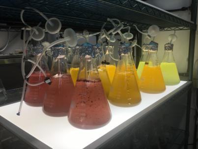 Estados Unidos concede una patente internacional a un proyecto de la ULPGC sobre producción de biomasa