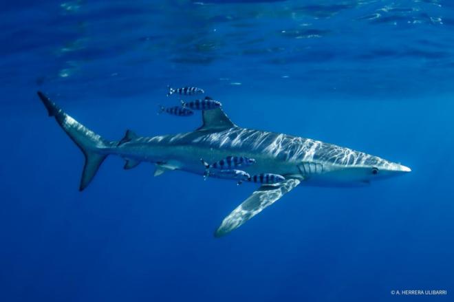 Estudian la situación de las poblaciones de tiburones y rayas en Canarias
