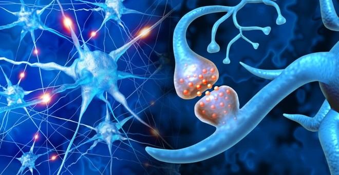 La neuroplasticidad: el asombroso poder de adaptación del cerebro humano