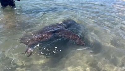 Colaboración para rescatar pez luna desorientado en Gando