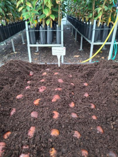 Reponen casi 4.000 castaños, que se perdieron en el incendio de 2023