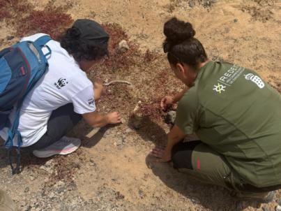 El Alien CSI Bioblitz registra cerca de 400 observaciones de especies invasoras