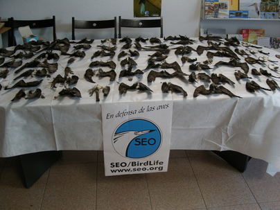 Rechazan la actual gestión de gatos en La Graciosa