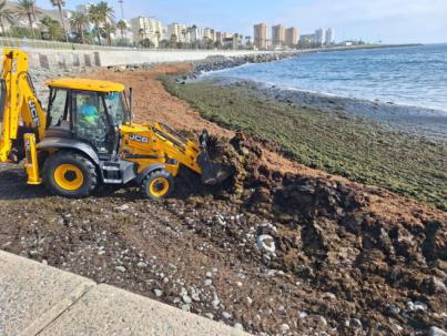 Retiran más de 100 mil kilos de algas en San Cristóbal y La Laja