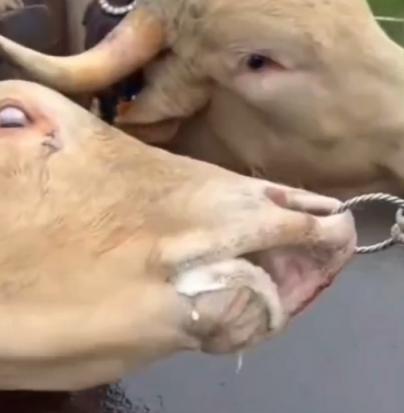 El sufrimiento visible de un buey en una romería en Garafía indigna al Partido Animalista