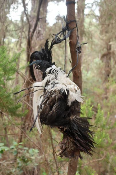 PACMA colaborará con la Policía para combatir los rituales de santería