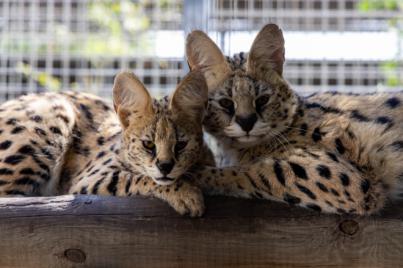 Operación conjunta salva a tres servales decomisados