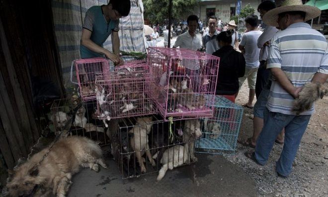 La ciudad china de Shenzen prohíbe el consumo de perros y gatos