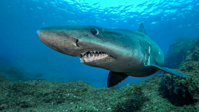 ECOAQUA lanza proyecto para proteger tiburones y rayas