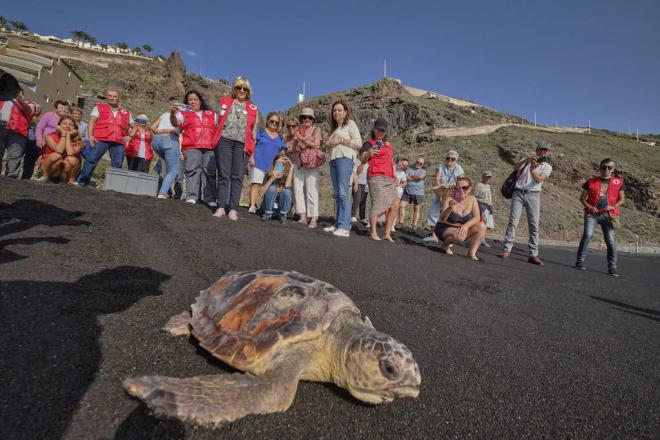 Dos grandes tortugas regresan a su hábitat natural tras recuperarse en La Tahonilla