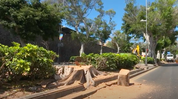 La tala de laureles en Santa Cruz genera preocupación