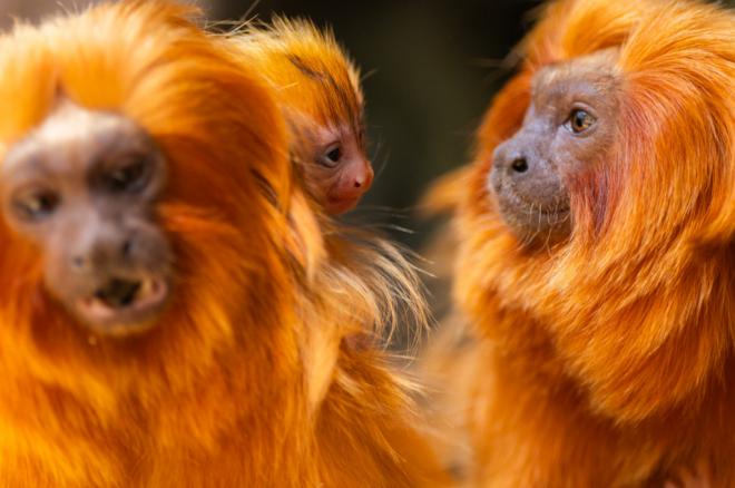 Nacen dos crías de tamarino león dorado en Loro Parque