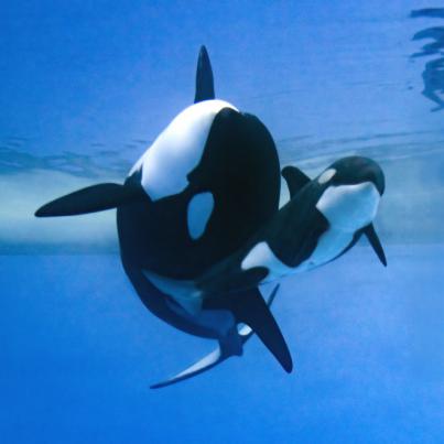 Más de 7.000 internautas eligen “Teno” como nombre para la cría de la orca Morgan