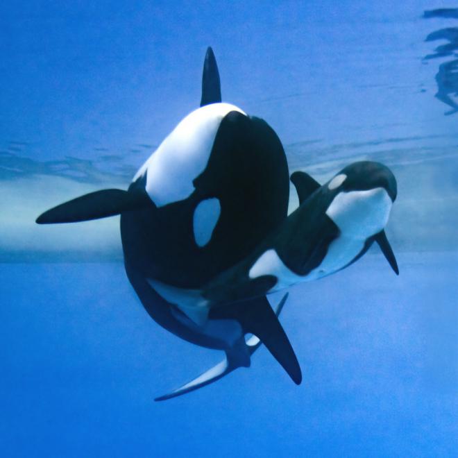 Más de 7.000 internautas eligen “Teno” como nombre para la cría de la orca Morgan