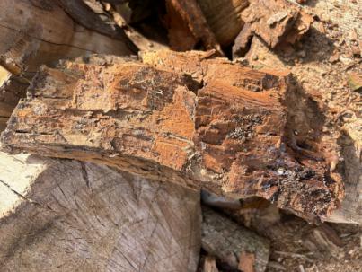 Erradicación de termitas en Tacoronte