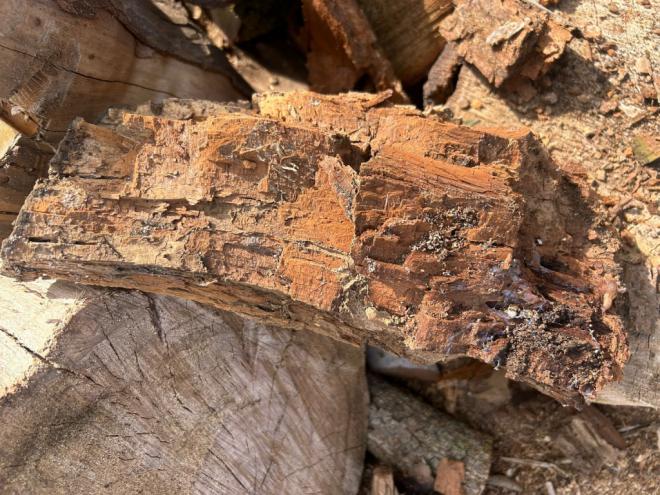 Erradicación de termitas en Tacoronte