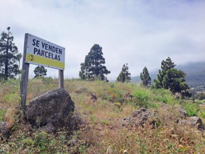 Drago Canarias rechaza cesión de tierras a Al Dahra