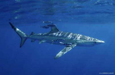 El proyecto europeo de Rayas y Tiburones en Canarias en el International Ocean Film Tour