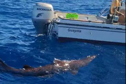 Investigadores de la ULL registran por primera vez un tiburón duende vivo