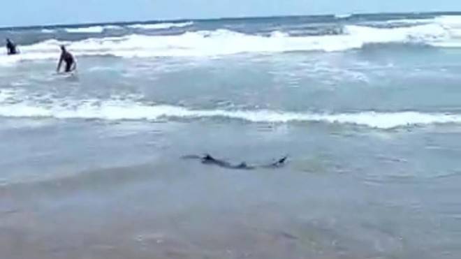 No se ha avistado un tiburón en las playas de San Bartolomé de Tirajana