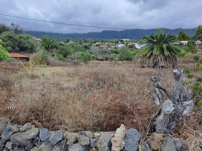 Drago Canarias plantea una batería de seis medidas para afrontar el abandono de tierras