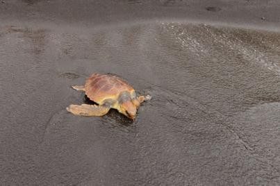La Tahonilla atiende a más de 90 tortugas marinas con alguna patología cada año