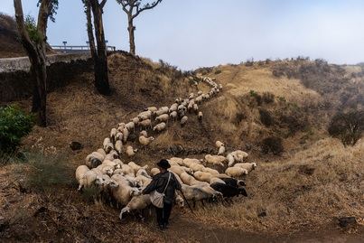 Gran Canaria lanza ayudas para la trashumancia