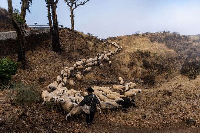 Gran Canaria lanza ayudas para la trashumancia