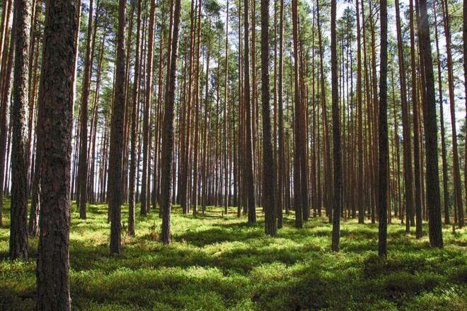 148 aniversario de los Cuerpos de Agentes Forestales y Medioambientales