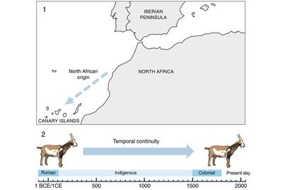 Revelan la continuidad genética de las cabras indígenas en Canarias desde la antigüedad