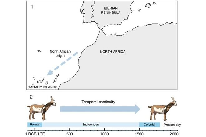 Revelan la continuidad genética de las cabras indígenas en Canarias desde la antigüedad