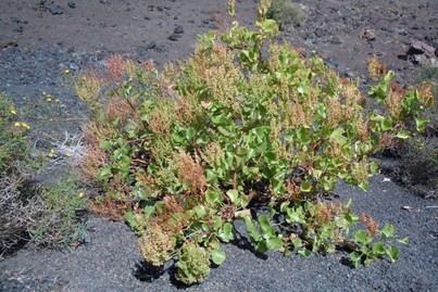 Investigación desafía teorías sobre plantas invasoras en islas