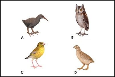 La mitad de las extinciones de especies en Macaronesia se deben a la acción humana