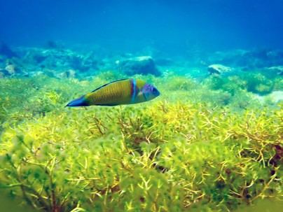 Analizan cómo el cambio climático impulsa especies marinas invasoras