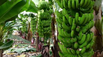 Colectivo de agricultores palmero denuncia una "campaña de acoso"