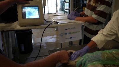 Técnica no invasiva optimiza cría de pulpos en cautividad