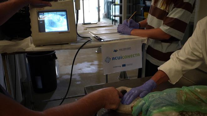 Técnica no invasiva optimiza cría de pulpos en cautividad