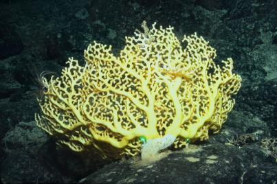 El IEO avanza en la exploración de los montes submarinos profundos de Canarias