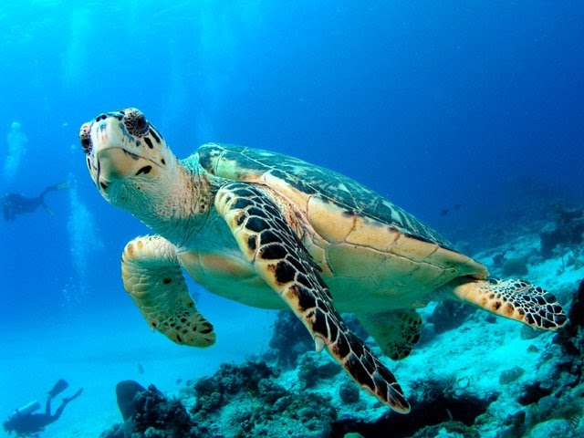 Canarias plantea a la ministra la firma de un acuerdo para la gestión y seguimiento de la biodiversidad marina